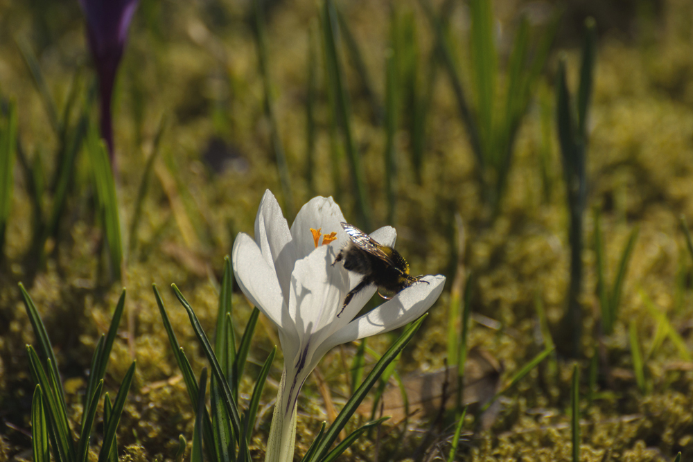 Das erste Bienchen