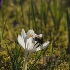 Das erste Bienchen