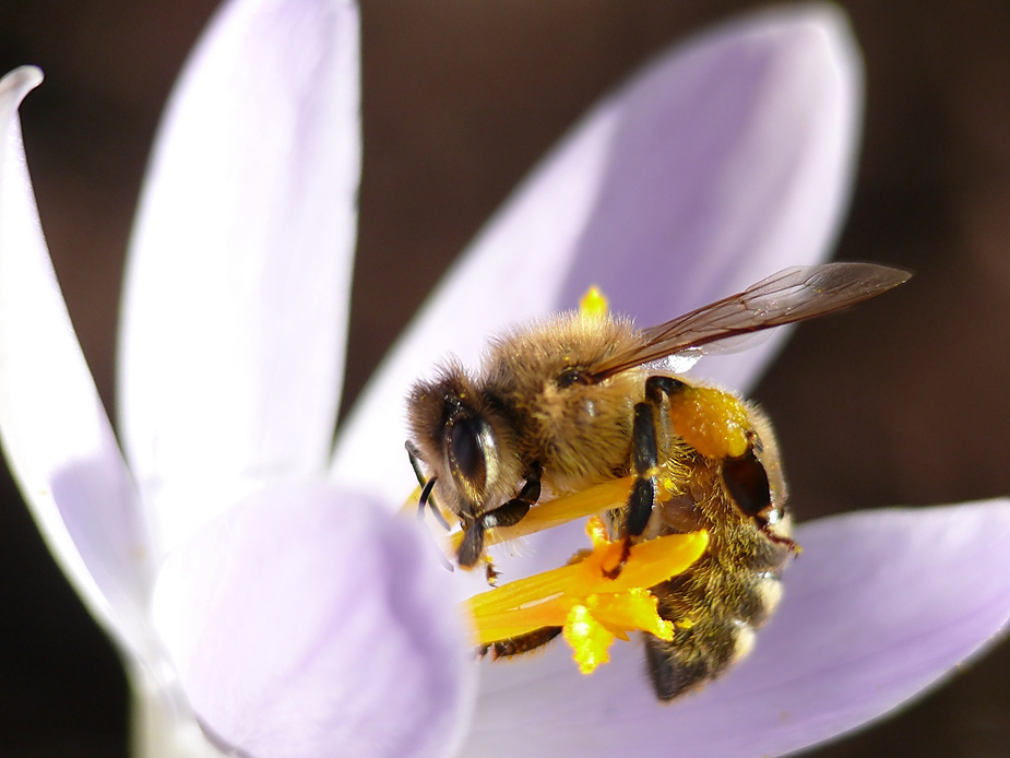 Das erste Bienenmakro dieses Jahres