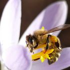 Das erste Bienenmakro dieses Jahres