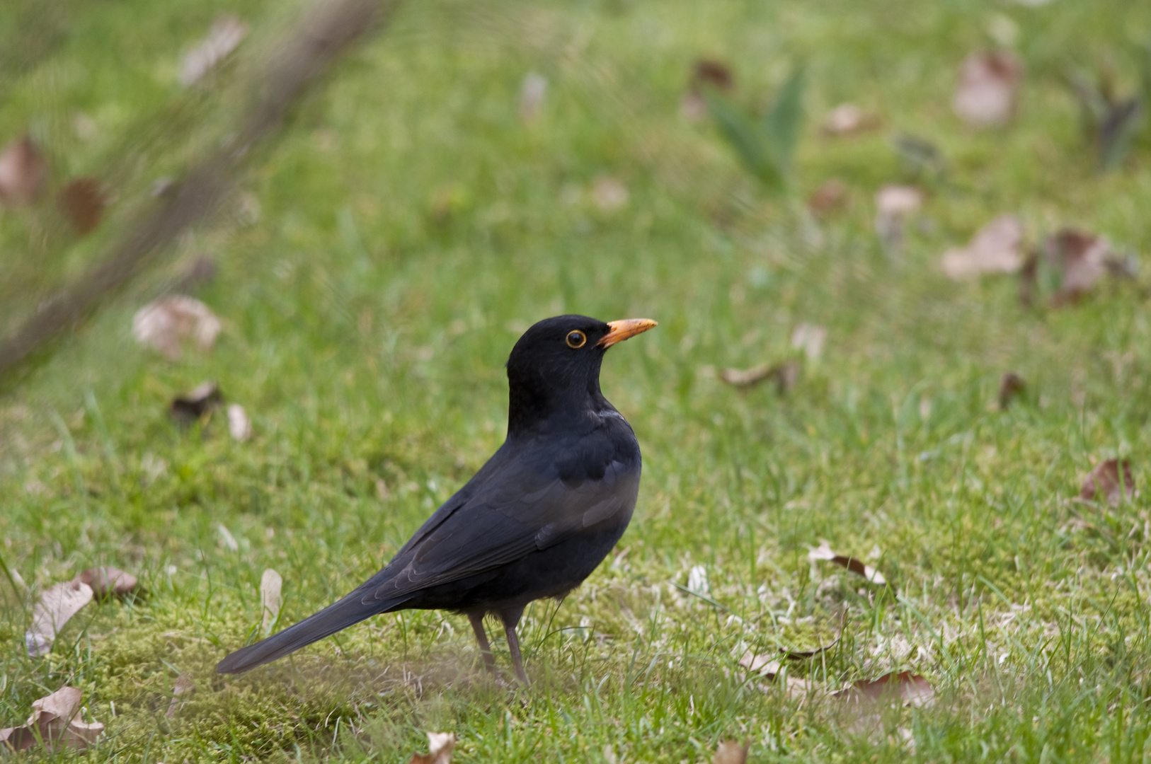 das erste Bild mit dem Tele-Zoom 150-500