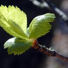 Das erste Blatt