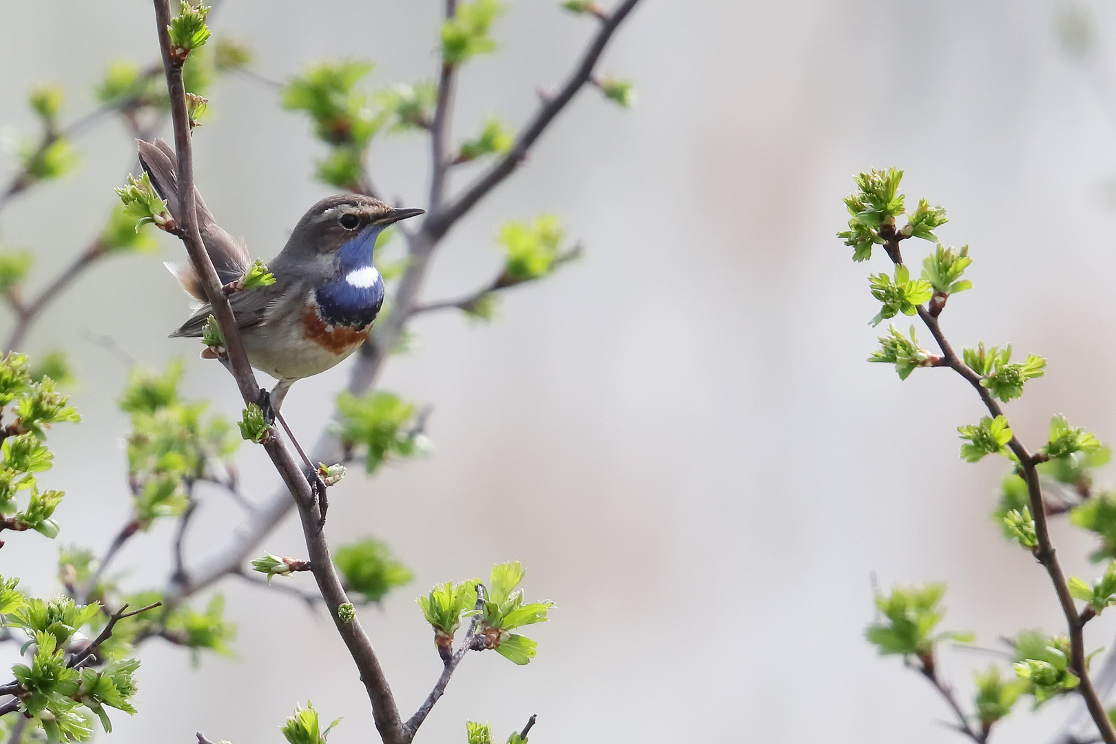 Das erste Blaukehlchenfoto 2018