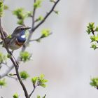 Das erste Blaukehlchenfoto 2018