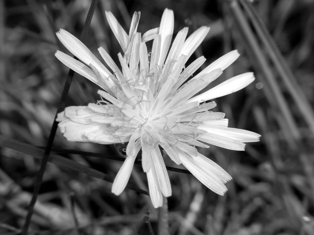 Das erste Blümchen.