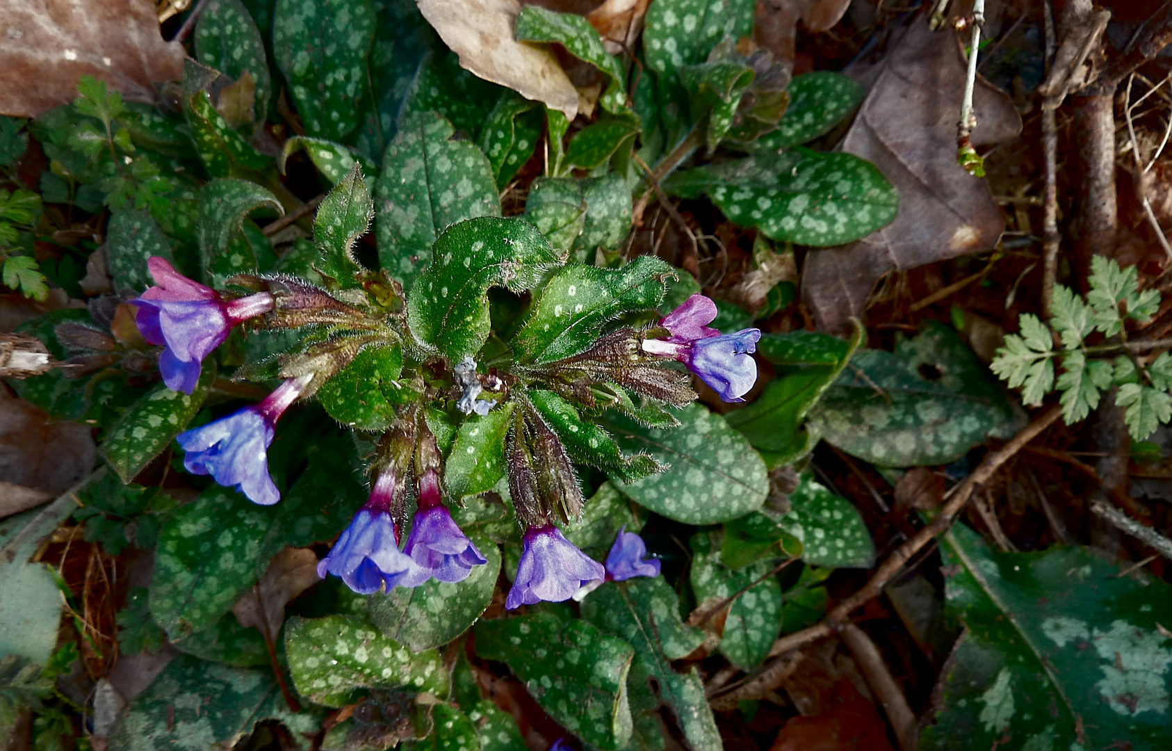 Das erste Blümchen im Wald gefunden