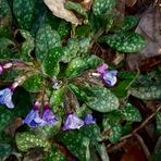 Das erste Blümchen im Wald gefunden