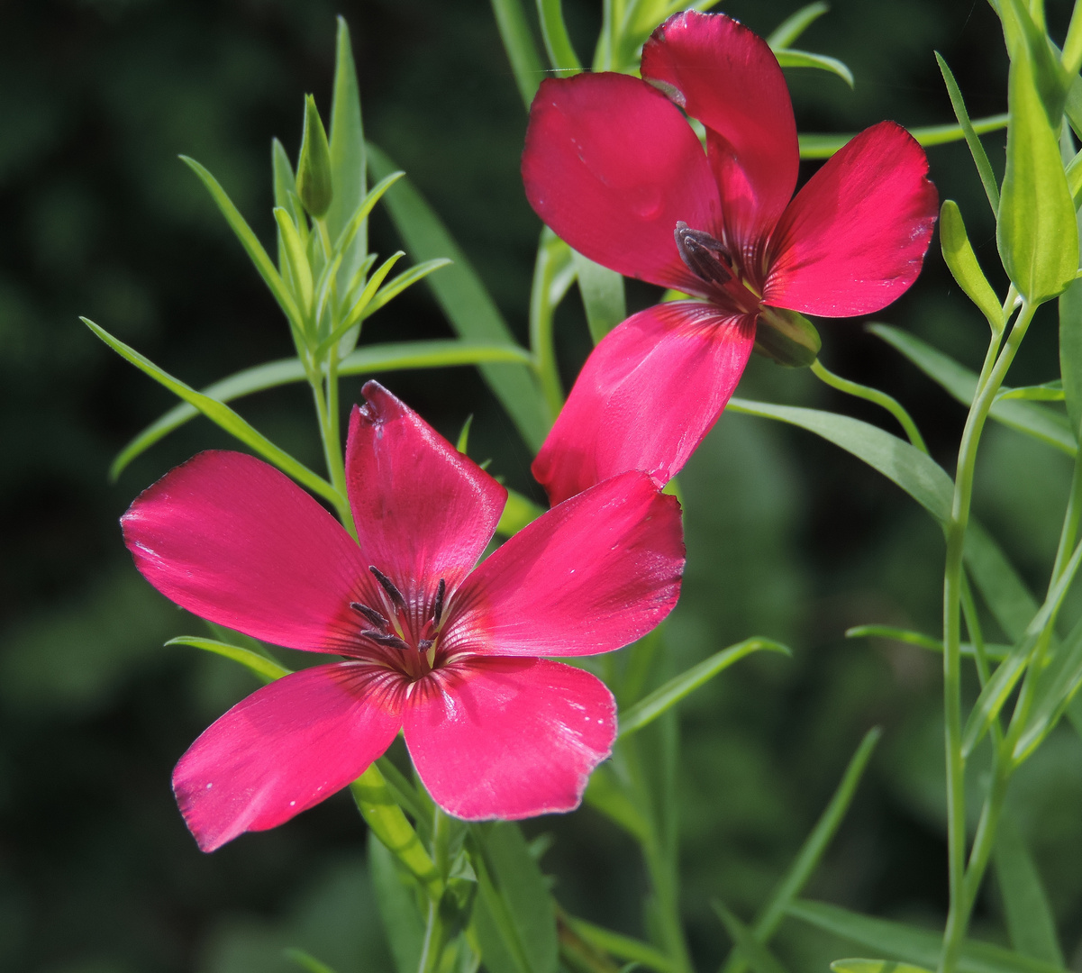 Das erste Blümchen meiner Blumenwiese