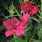 Das erste Blümchen meiner Blumenwiese