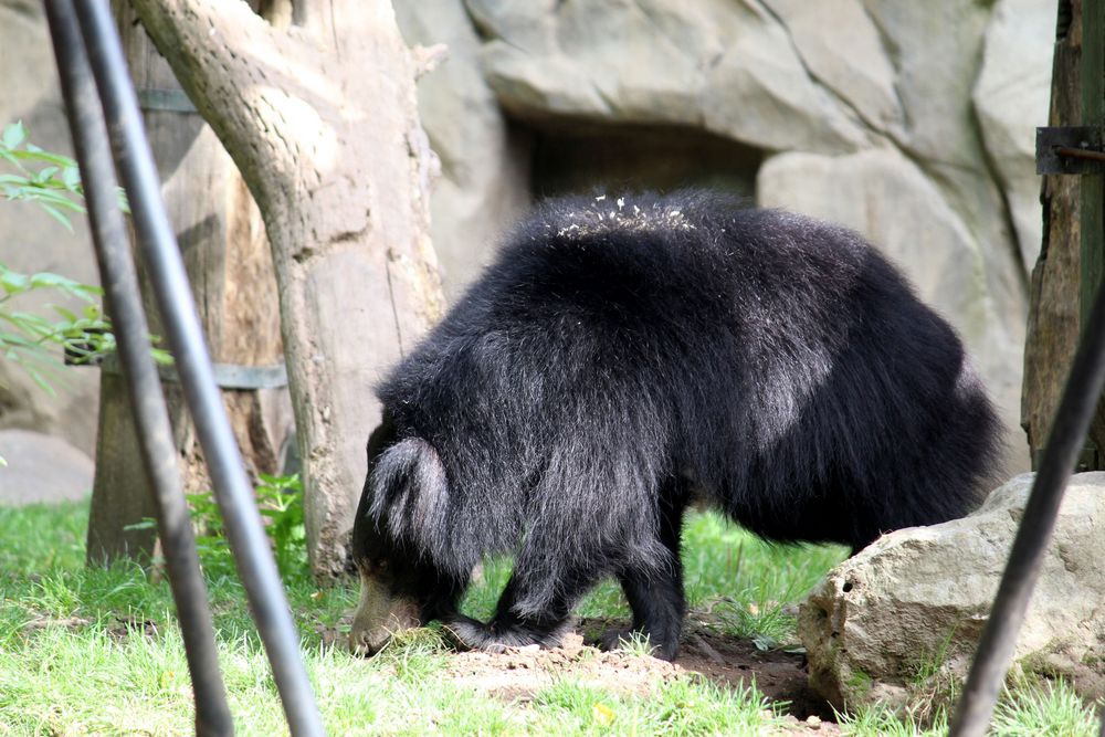 das erste Echte Tier im Zoo - diese Lippen-Bärin