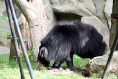 das erste Echte Tier im Zoo - diese Lippen-Bärin