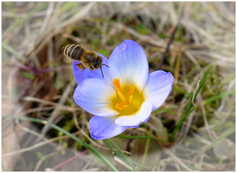 Das erste fleißige Bienchen