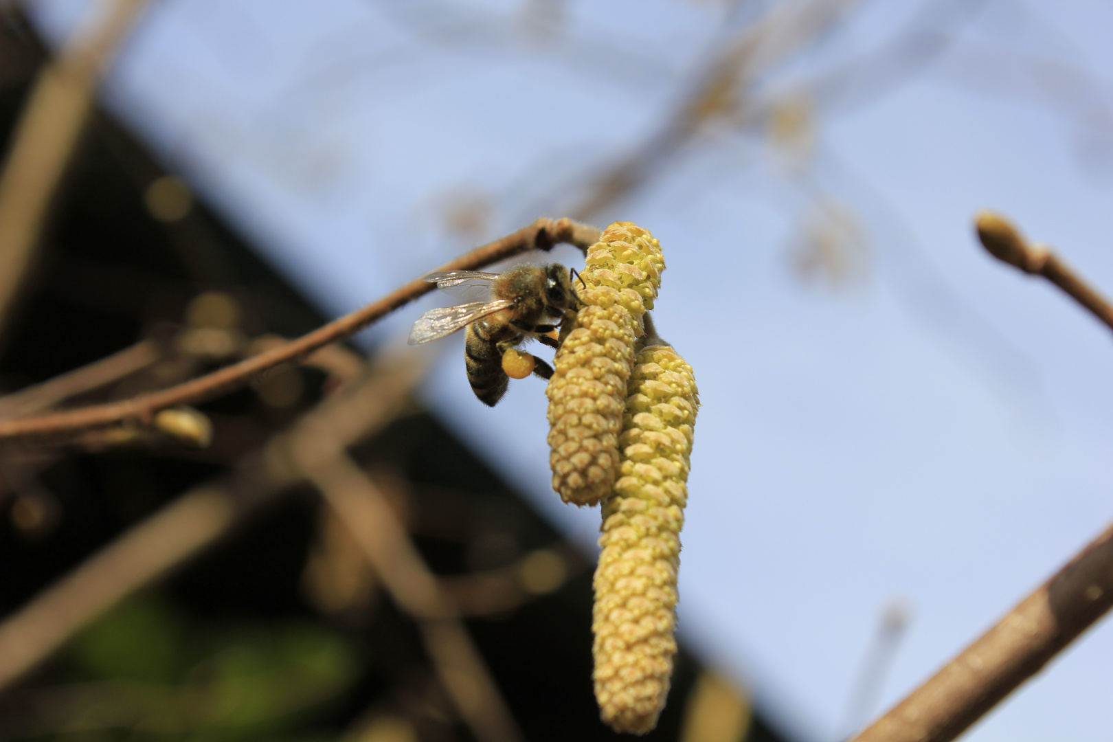 Das erste fleißige Bienchen