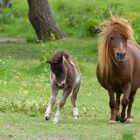 Das erste Fohlen