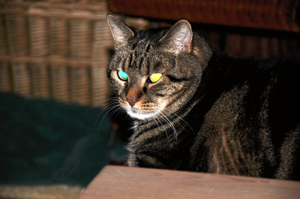 Das erste Foto mit der Nikon D90 und dann dass: ein Halloween-Kater!