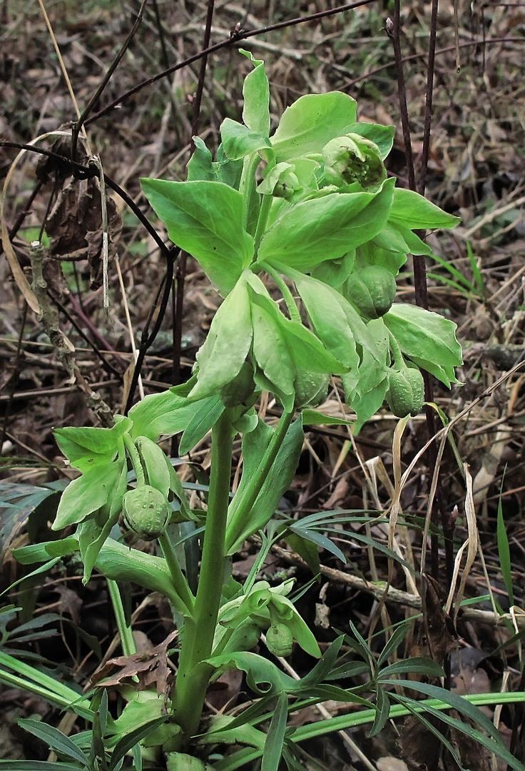 Das erste frische Grün