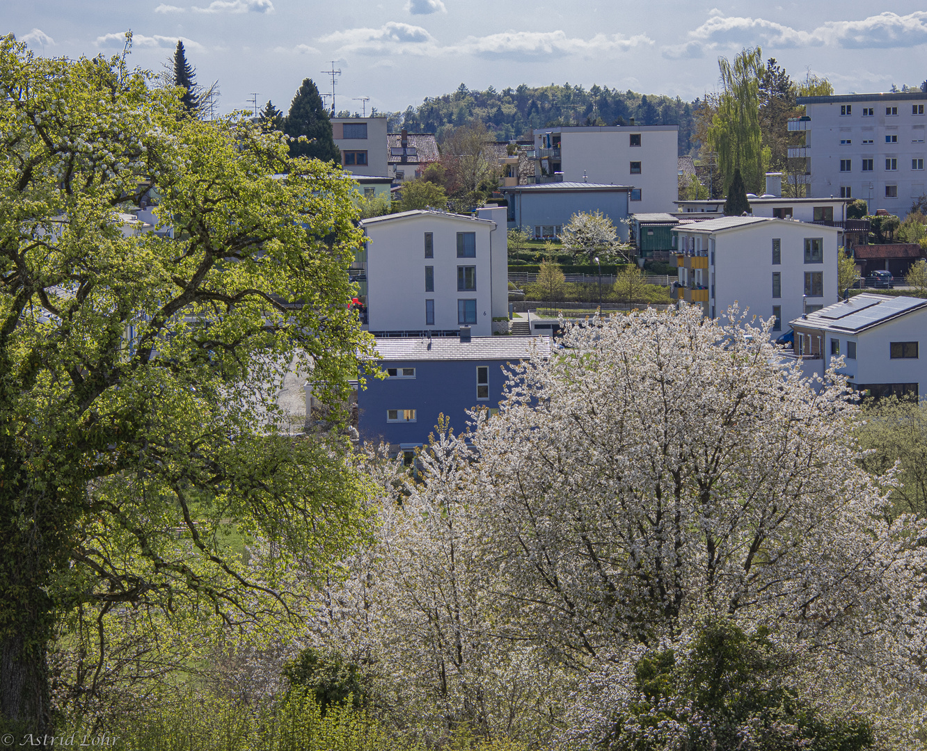 Das erste Frühjahr