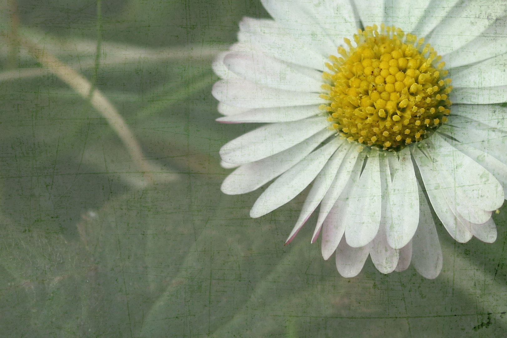 Das erste Gänseblümchen