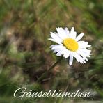 Das erste Gänseblümchen