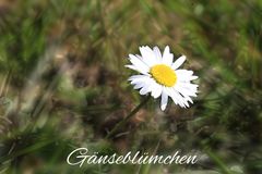 Das erste Gänseblümchen