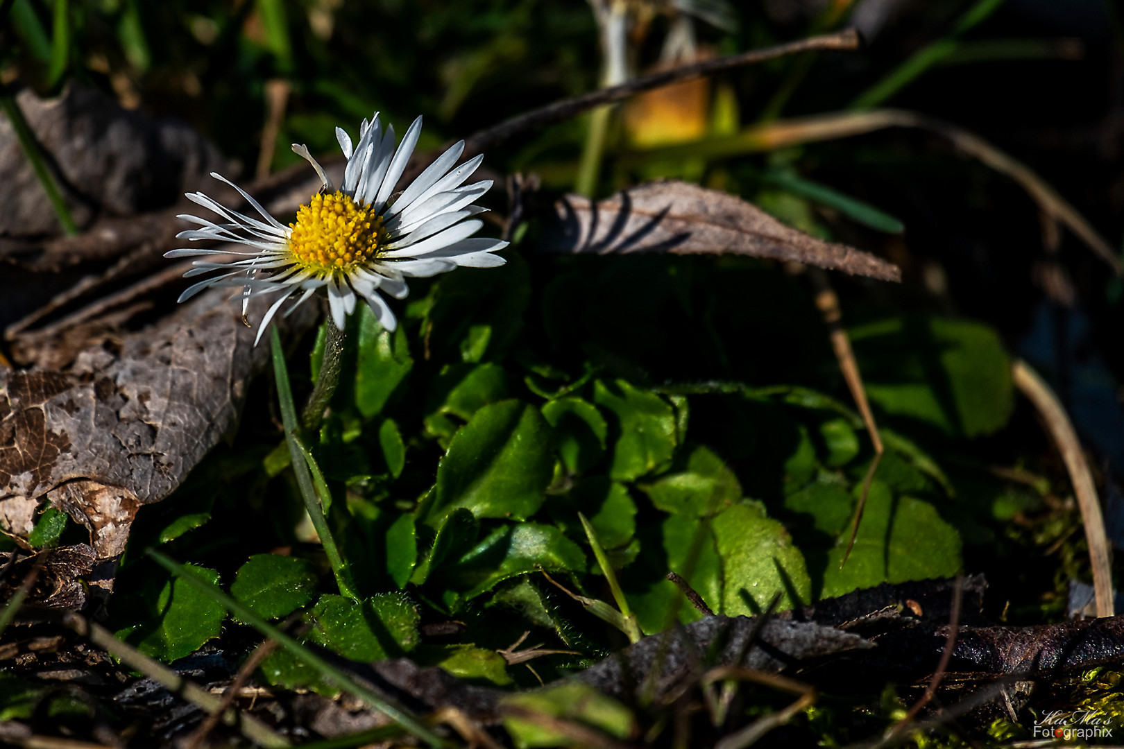 Das (erste) Gänseblümchen