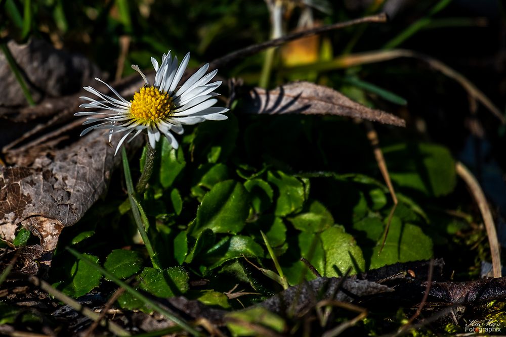 Das (erste) Gänseblümchen