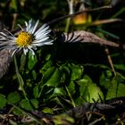 Das (erste) Gänseblümchen