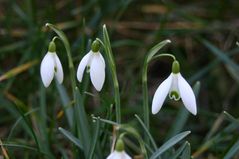 das erste Geläut im Garten