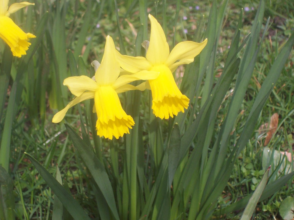 Das erste gelb im Frühjahr