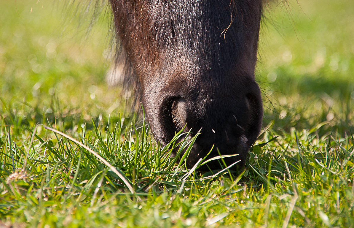 das erste Gras...