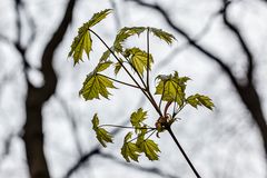 Das erste Grün ...