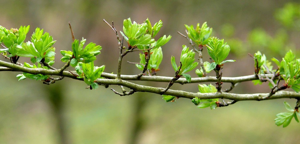 Das erste Grün