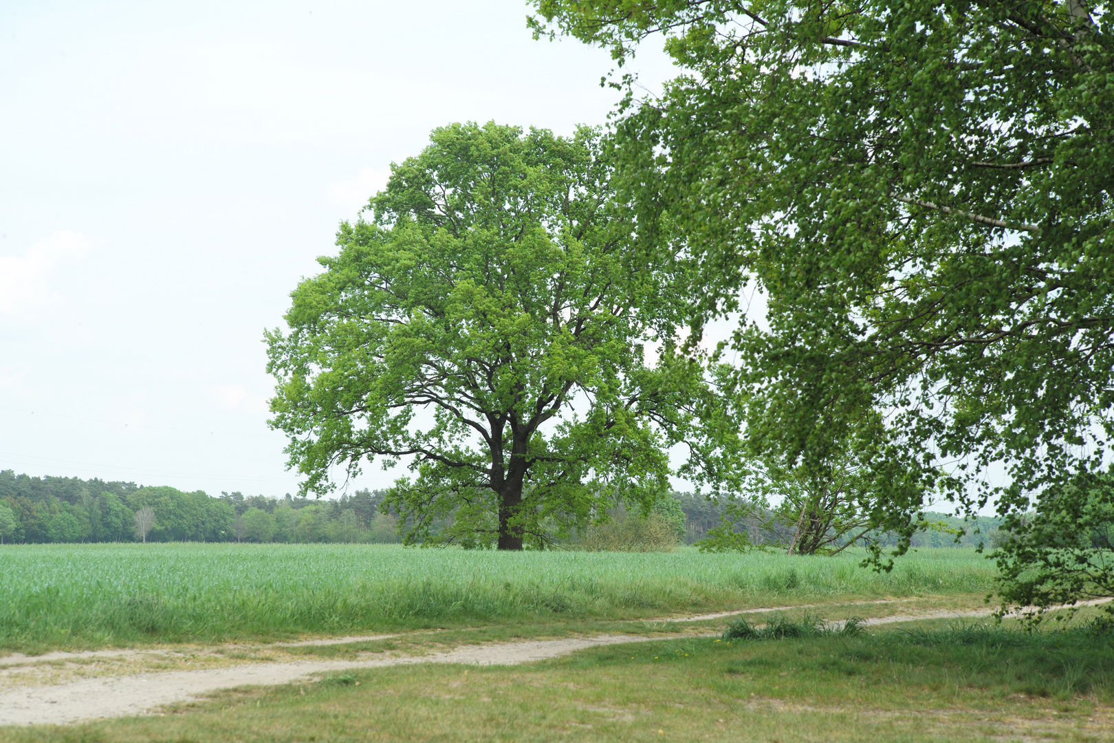 das erste Grün Anfang Mai