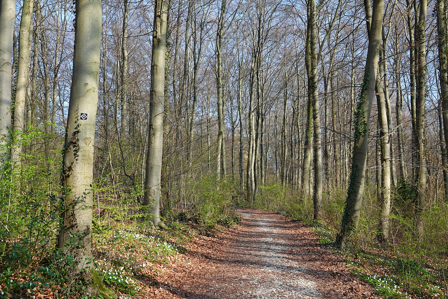 Das erste Grün