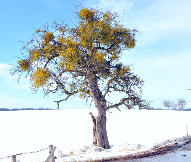Das erste Grün in 2010 im Allgäu: Misteln auf einem Mostapfelbaum