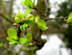 Das erste helle grün.