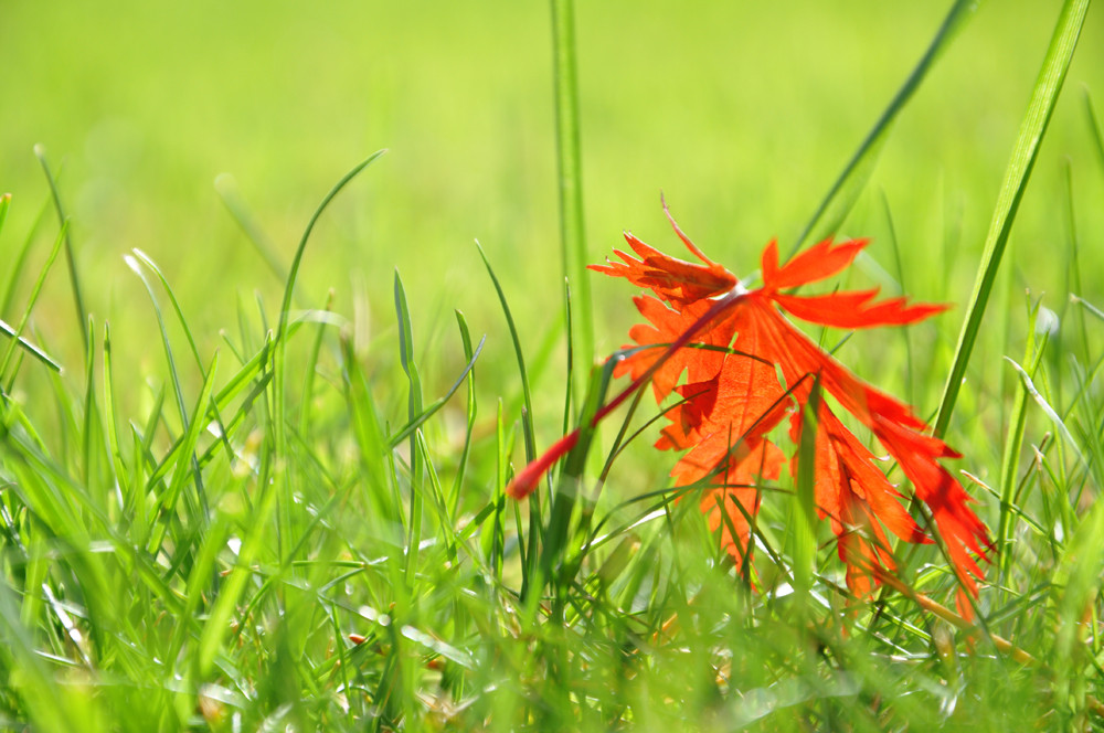 das erste Herbstblatt