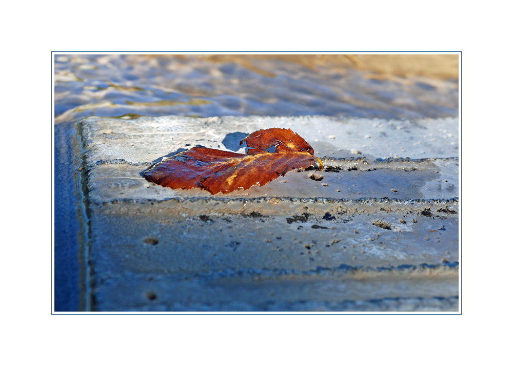 Das erste Herbstblatt im Brunnen