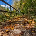 Das erste Herbstlaub