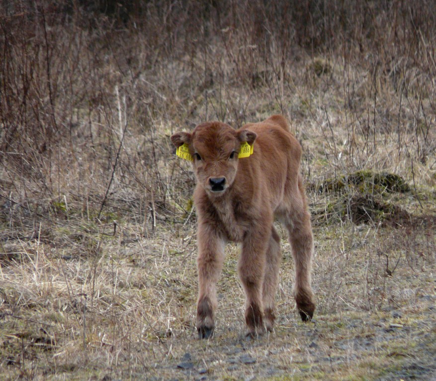 Das erste Kalb auf der Schmidtenhöhe