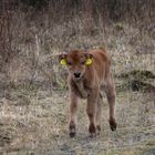 Das erste Kalb auf der Schmidtenhöhe