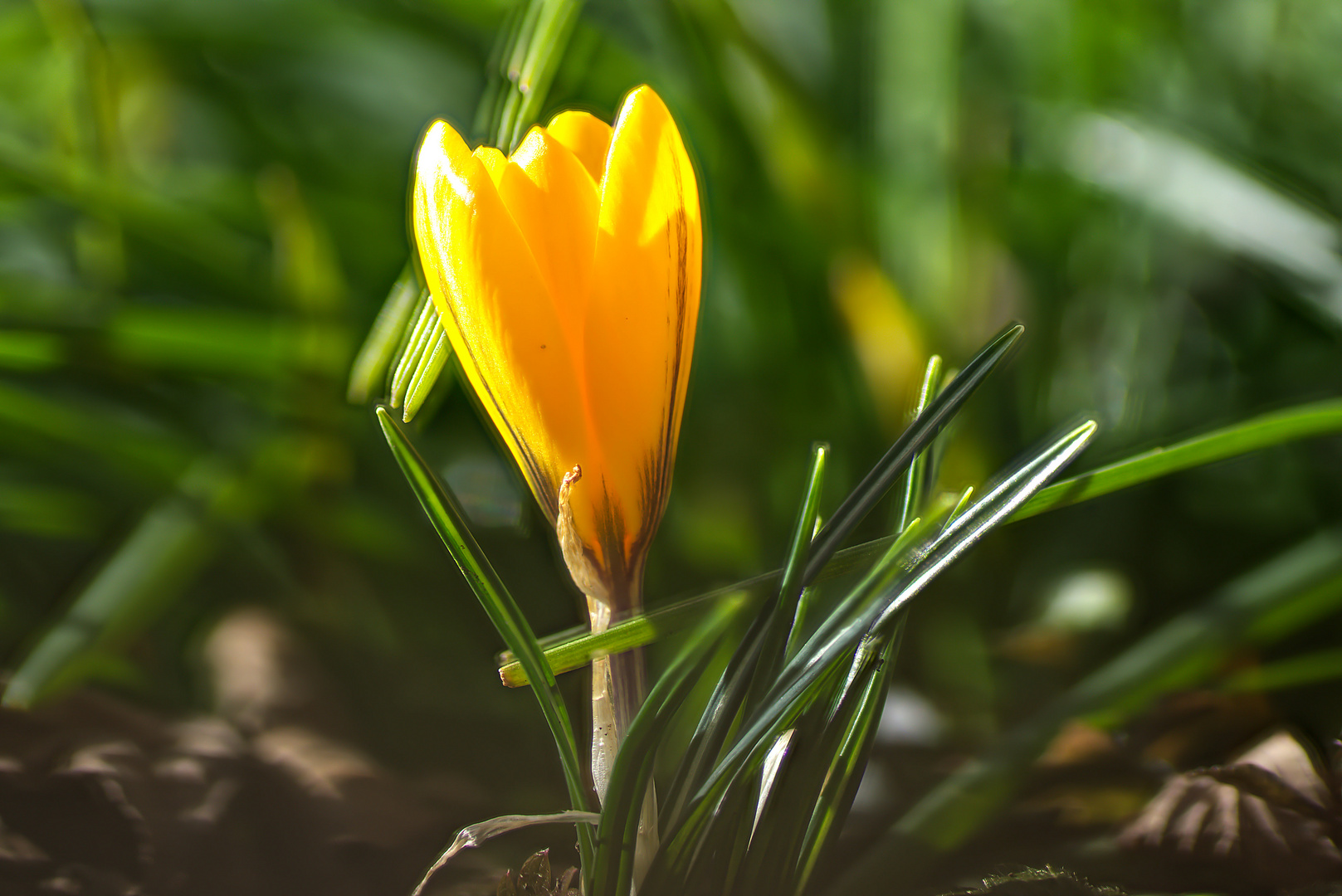 Das erste Krokus heuer