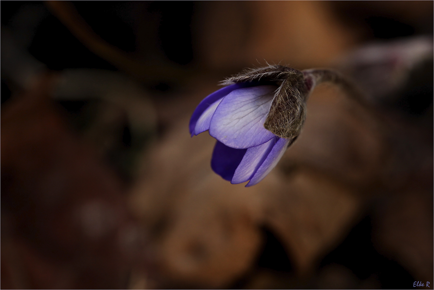 Das erste Leberblümchen....