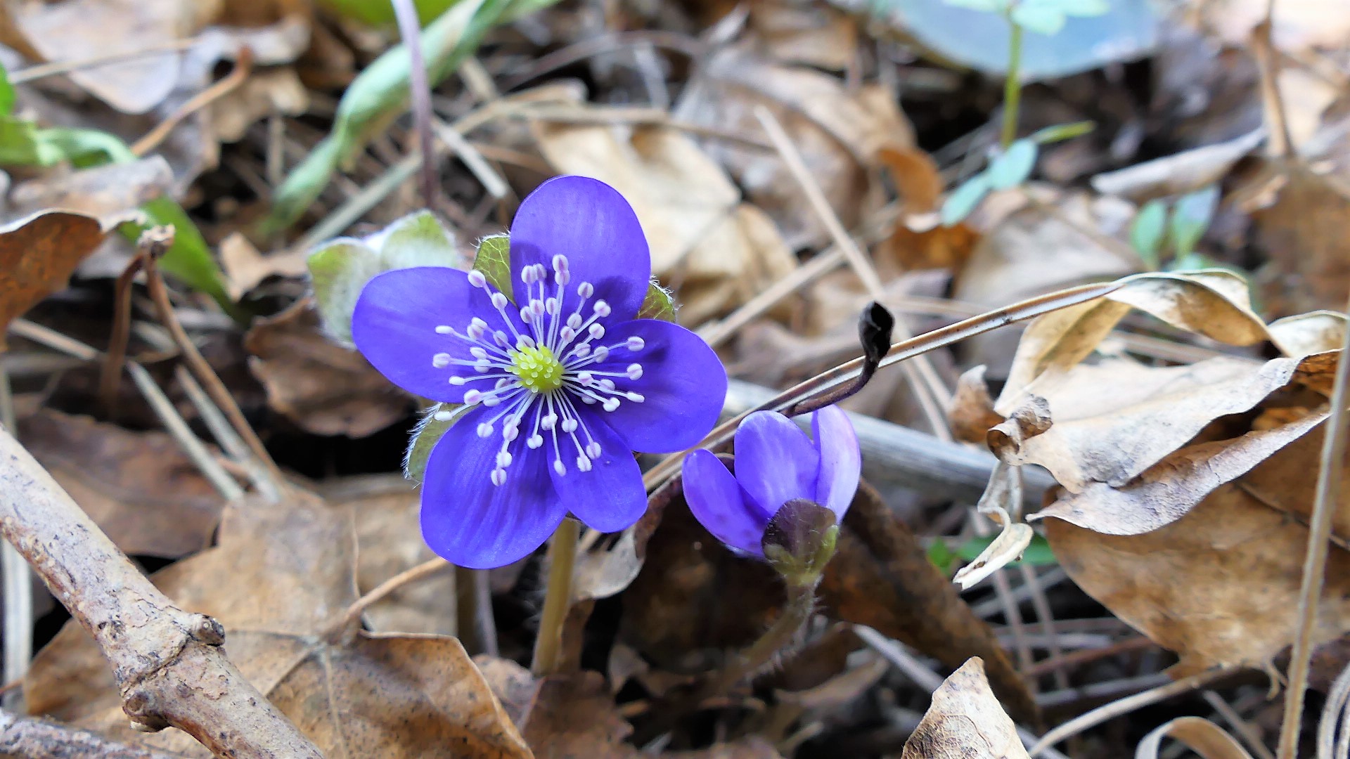 das erste Leberblümchen