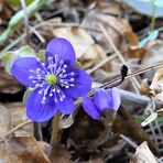 das erste Leberblümchen