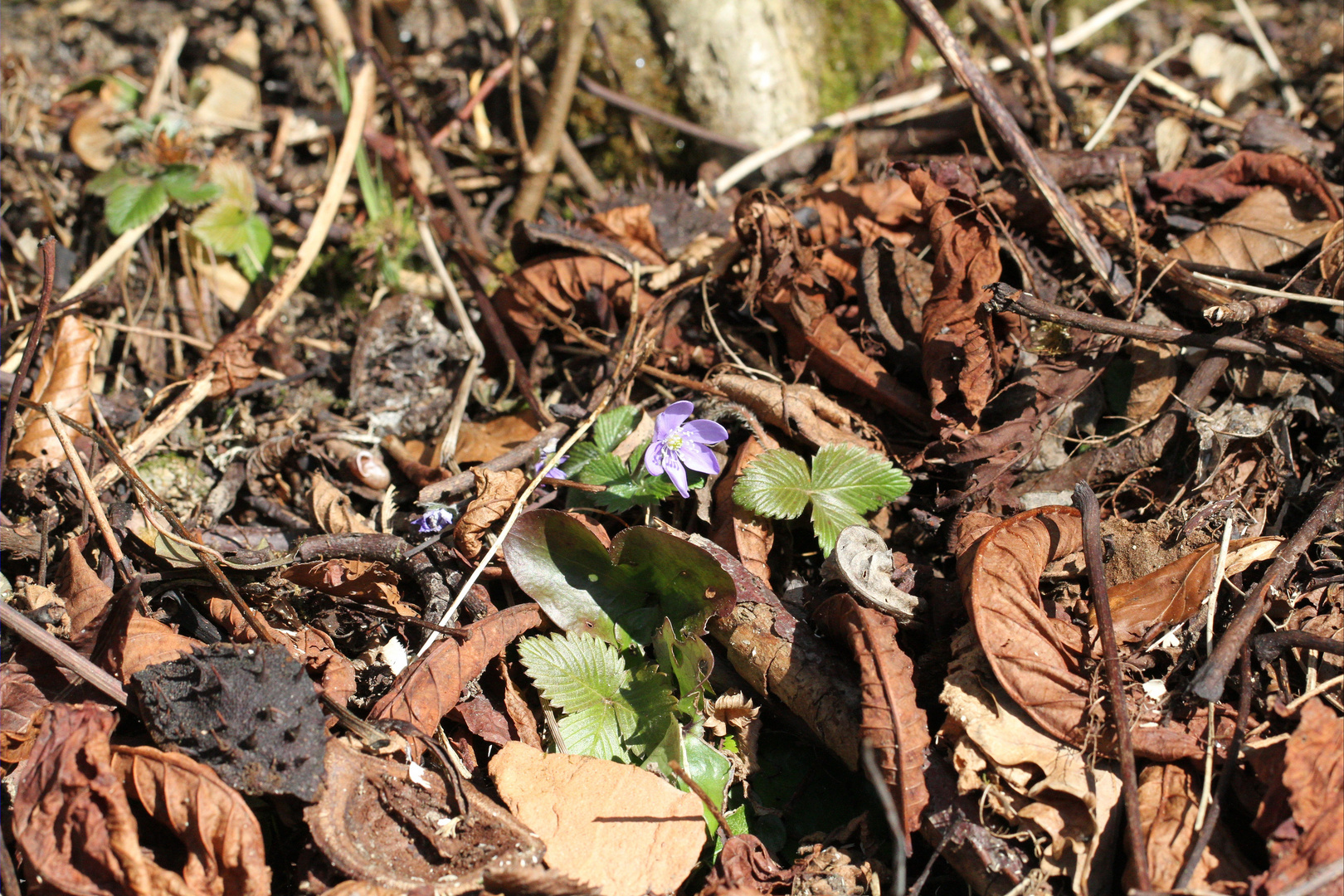 Das erste Leberblümchen