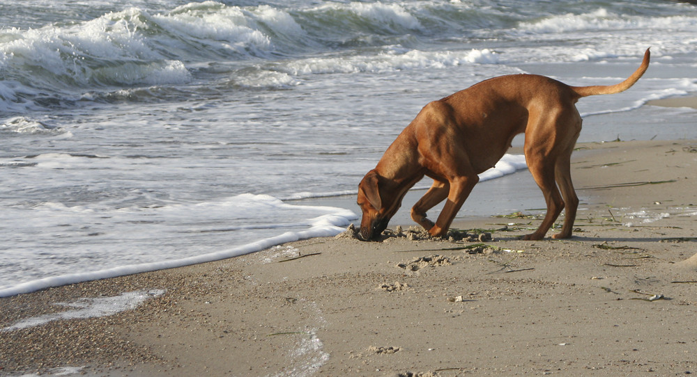 Das erste mal am Meer