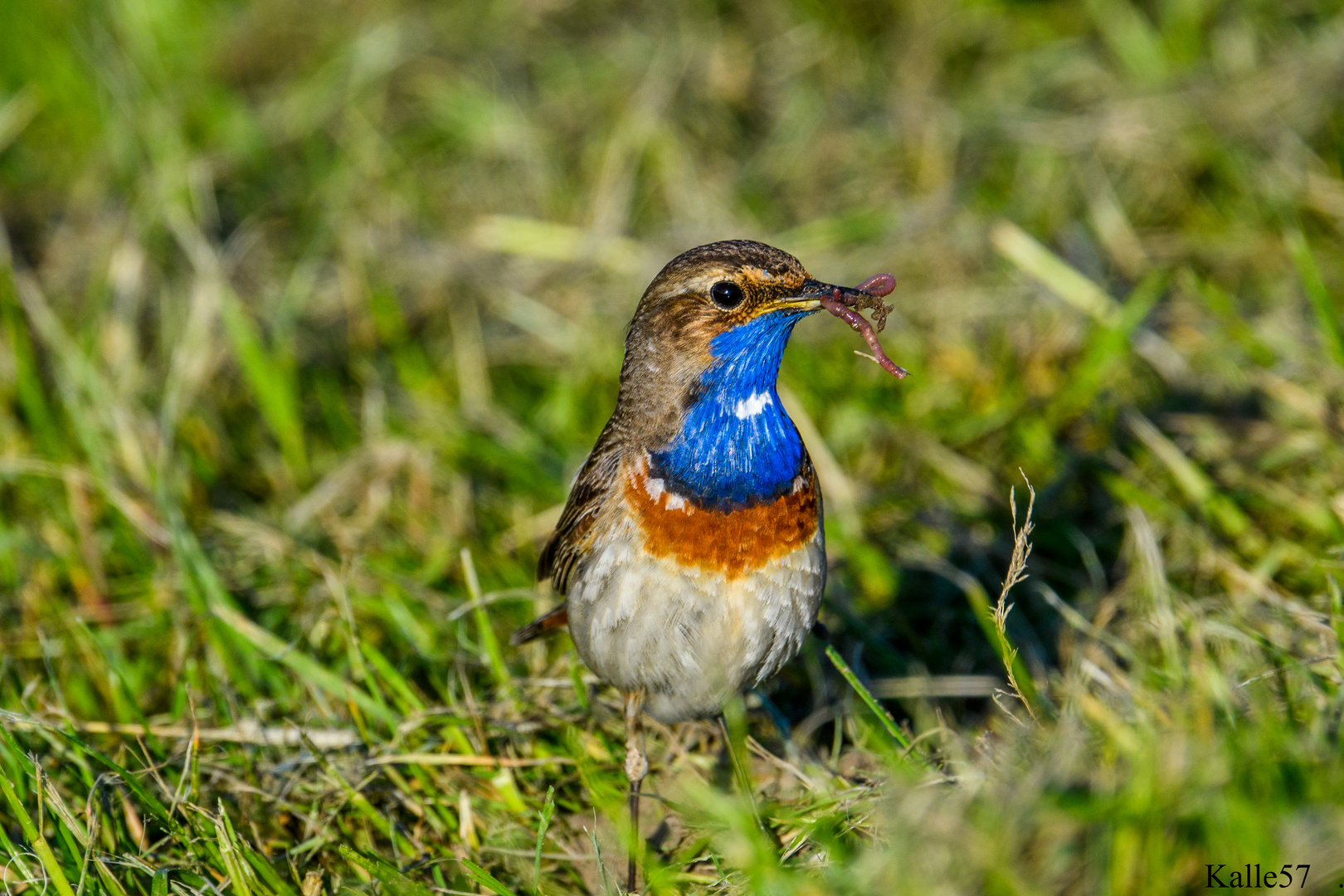 Das erste mal Blaukehlchen beobachtet