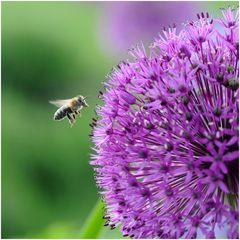 das erste Mal im Blumenbeet