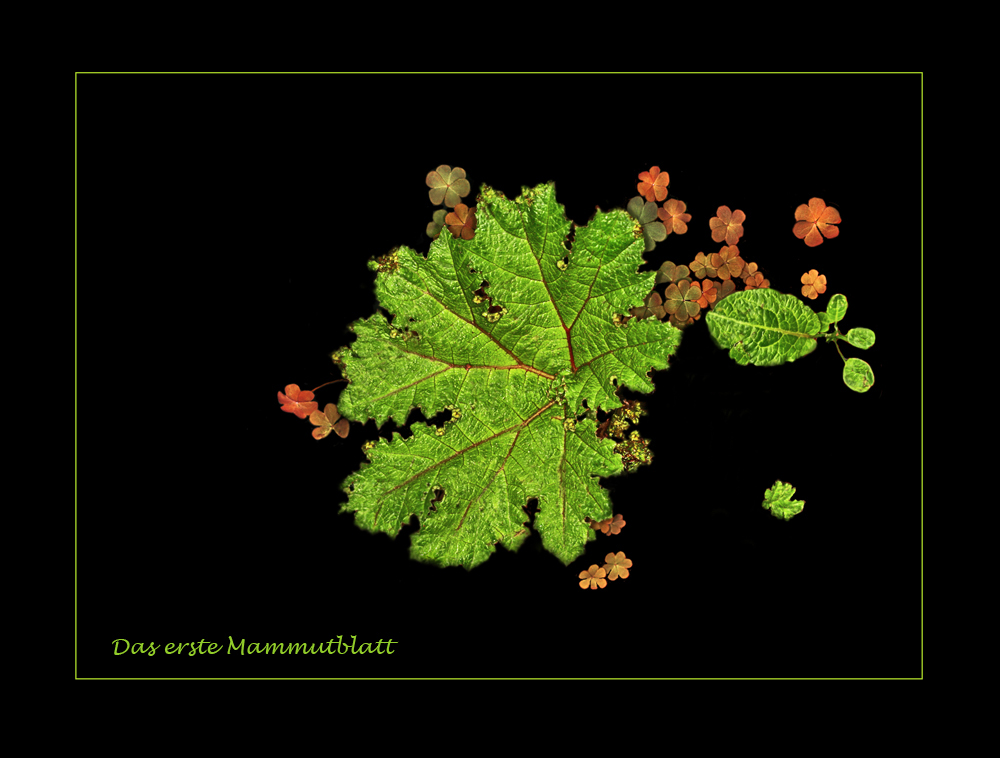 Das erste Mammutblatt ist da.